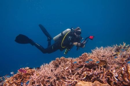 The Top Fiji Half-day Snorkelling Tour (Advance Payment)