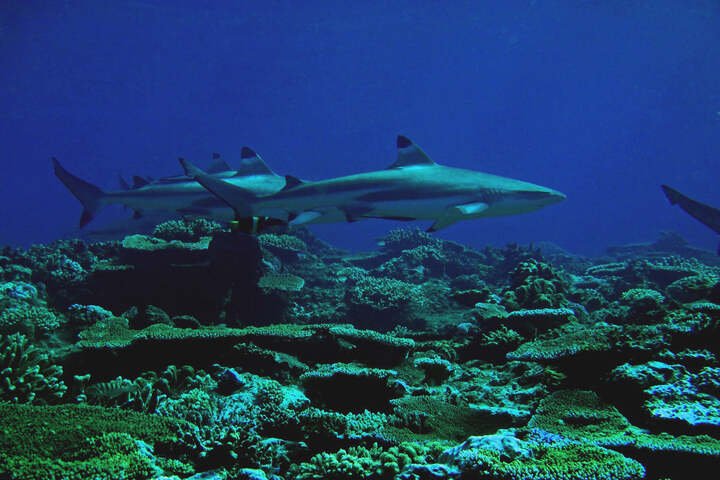 Scuba Diving In Fiji For Having A Lifetime Travel Experience