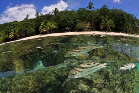 Taveuni Snorkeling Fiji